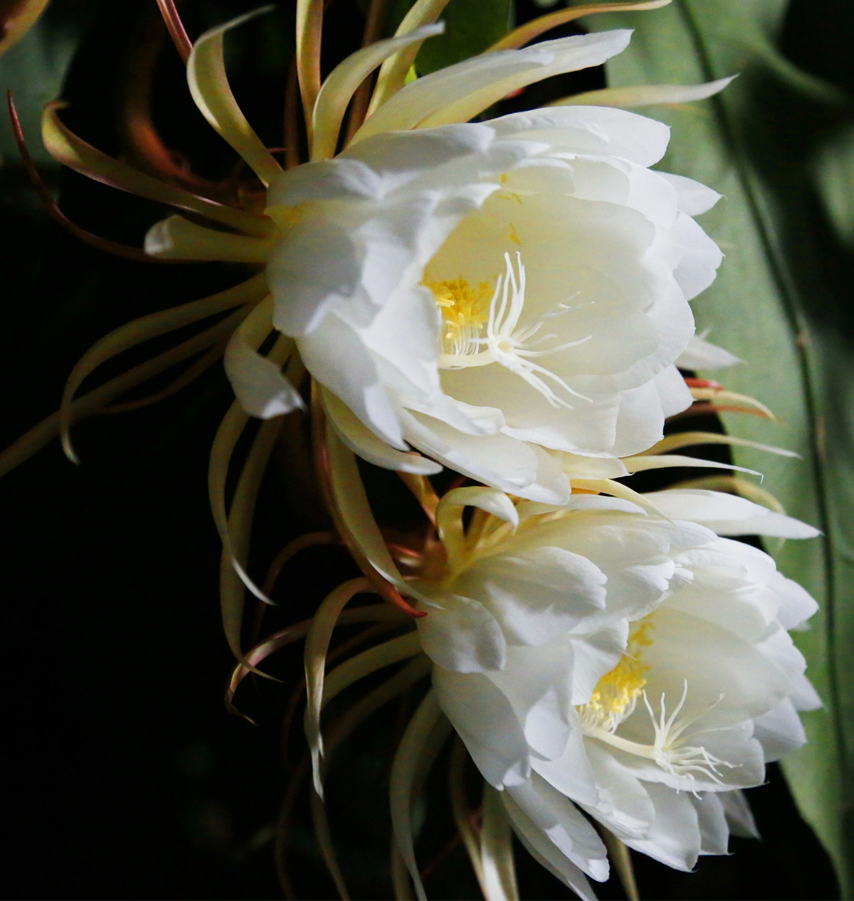 昙花: 别名 昙华,月下美人,琼花.仙人掌科,昙花属.